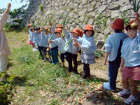 柳井幼稚園 農業体験